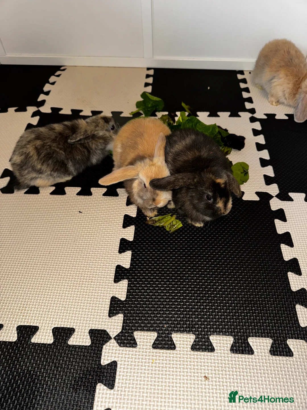 Mini Lop rabbits for sale: Beautiful mini lop bunnies - Advert 4