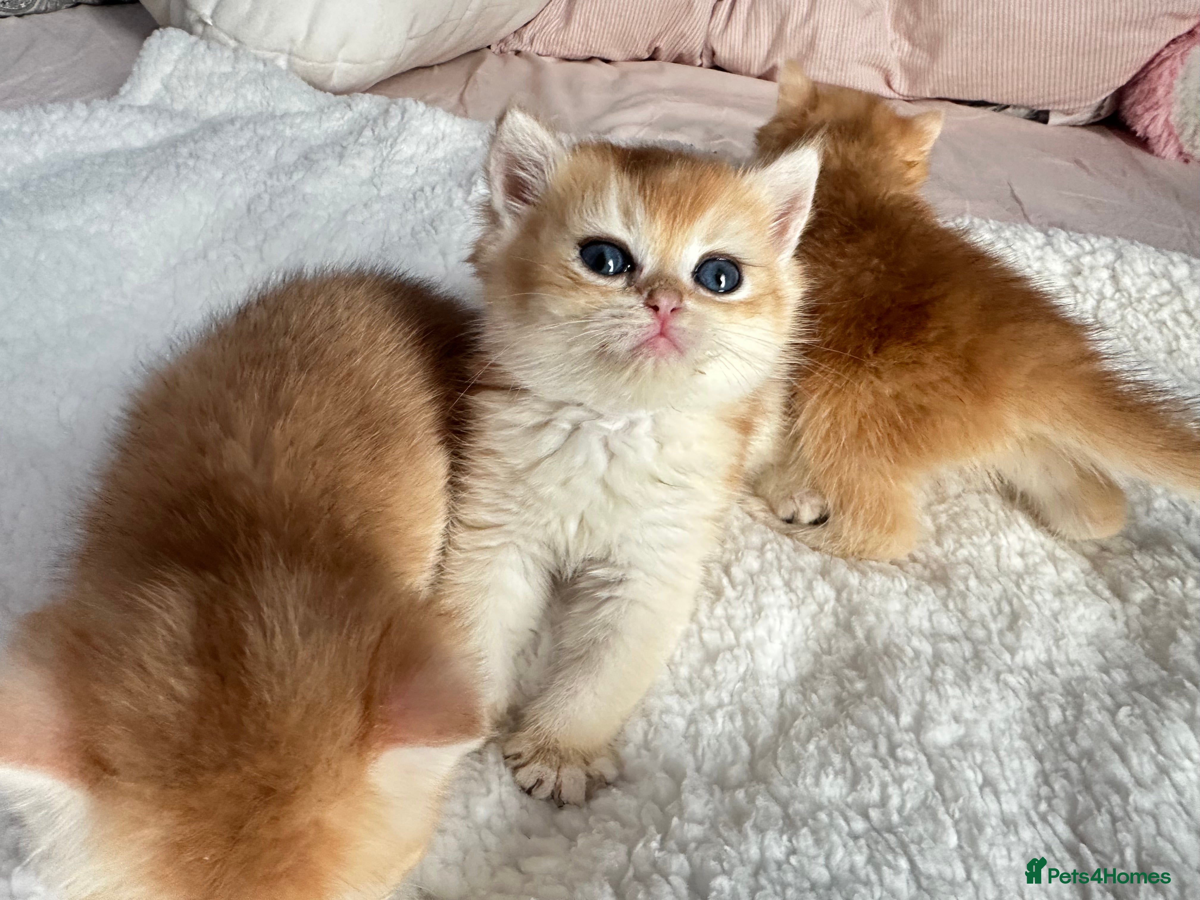 British Shorthair cats Gorgeous GCCF registered British shorthair Gold. - Advert 2
