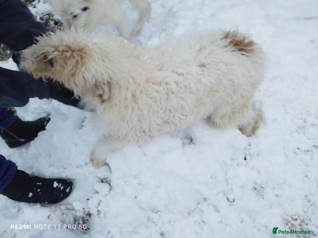 Mixed Breed dogs for adoption: 🤍 Luca 🤍 - a Lovely young Boy for a Loving Home - Advert 5