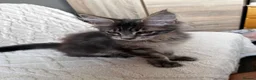 Maine Coon cats for sale: Beautiful Maine coon kittens  - Advert 6