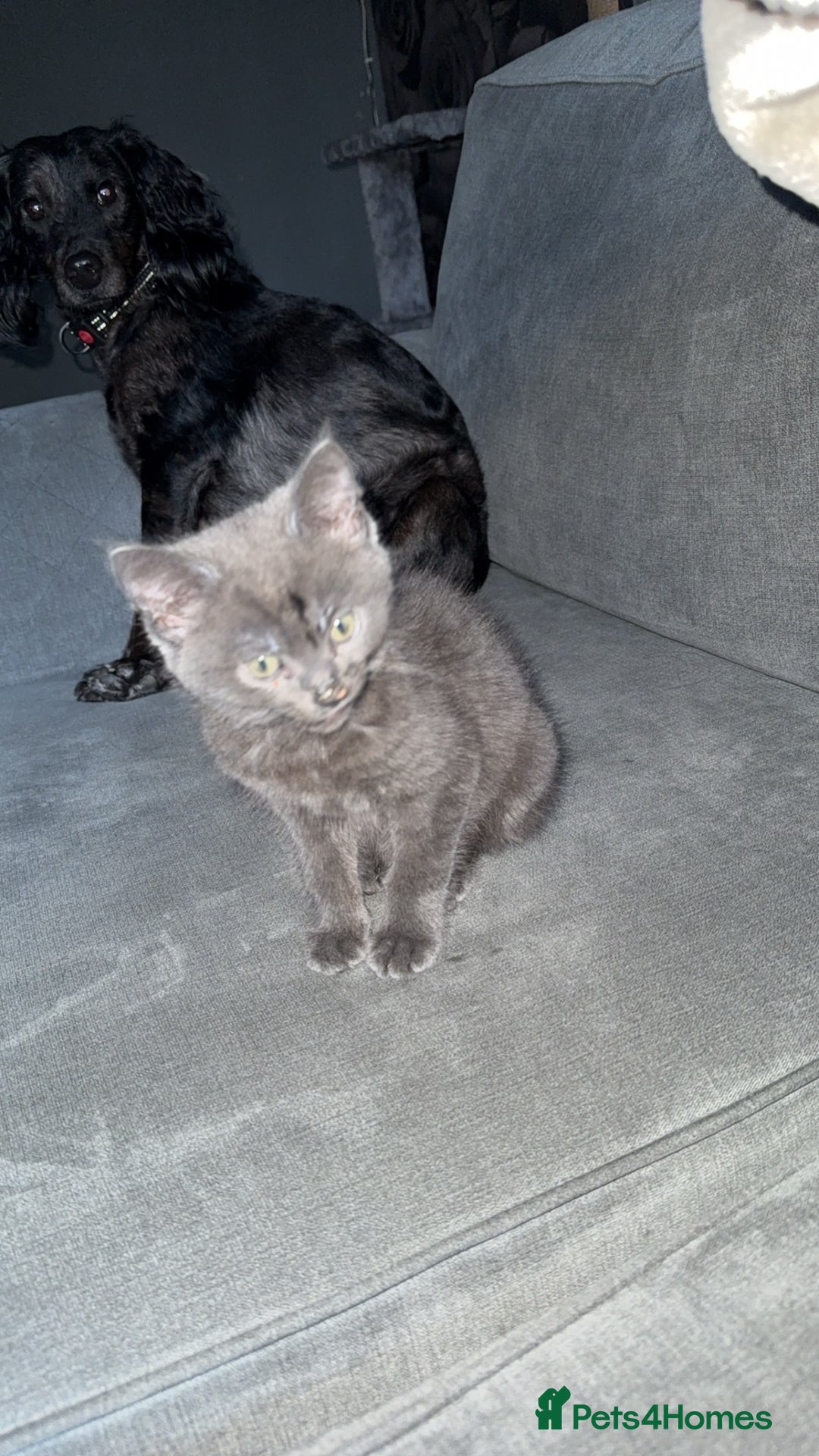 British Shorthair cats for sale: 5 month old kitten  - Advert 2