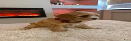 Cavapoo dogs for sale: Gorgeous Cavapoo puppies  - Advert 17