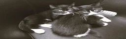 British Shorthair cats for sale: Gorgeous BSH cross Black & White Kittens  - Advert 12