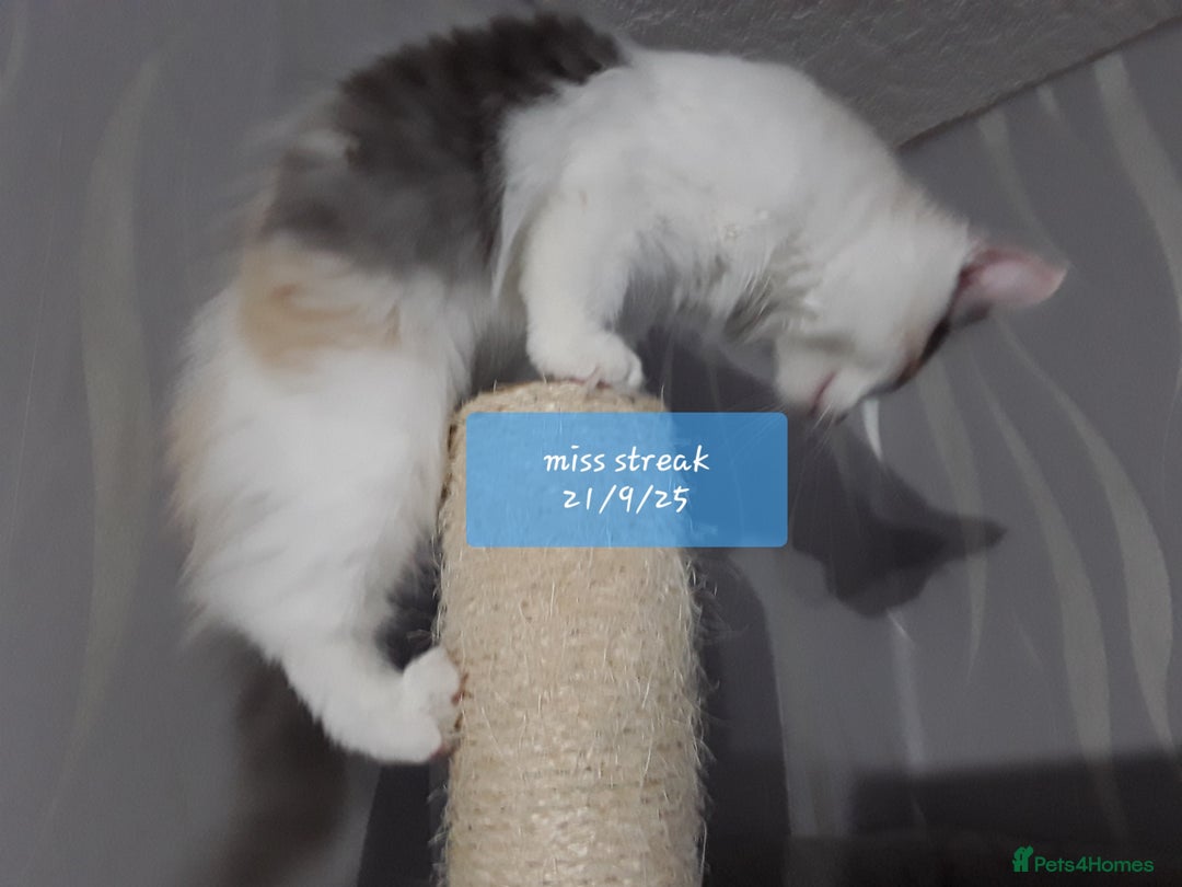 Ragcoon cats for sale: FINAL REDUCTION £300  Stunning, chunky ragcoons  - Image 10