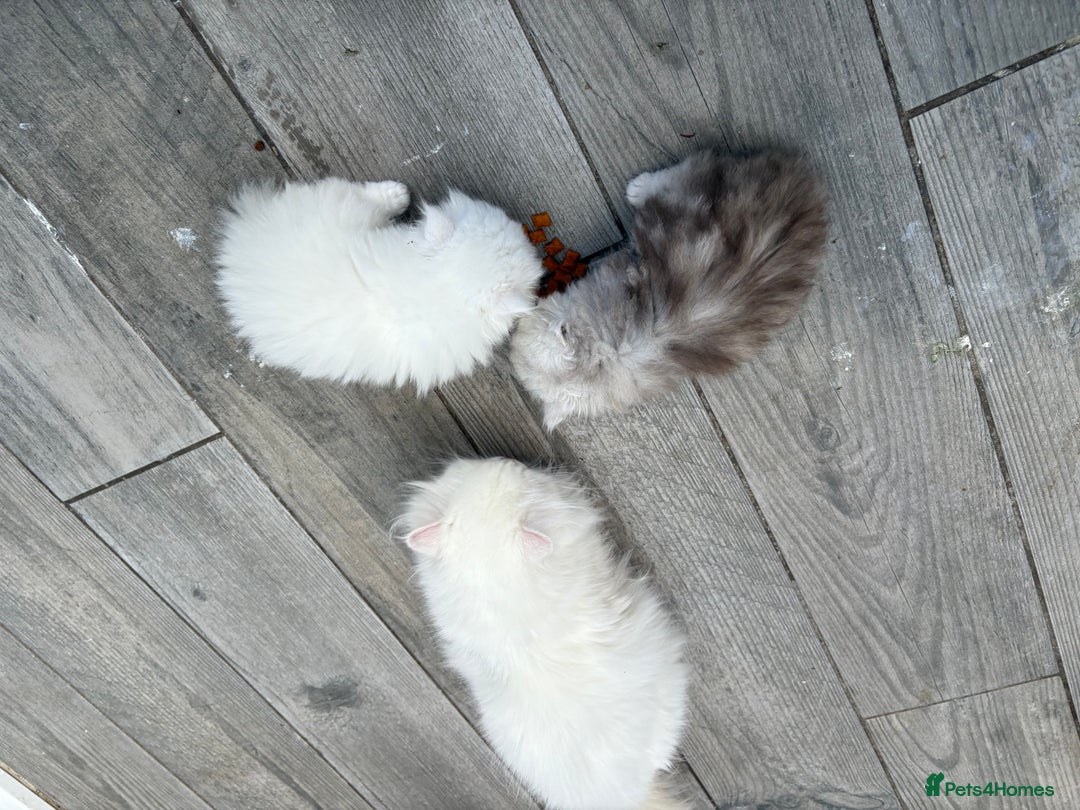 Persian cats for sale: Pure chinchilla doll face Persian kittens - Image 10