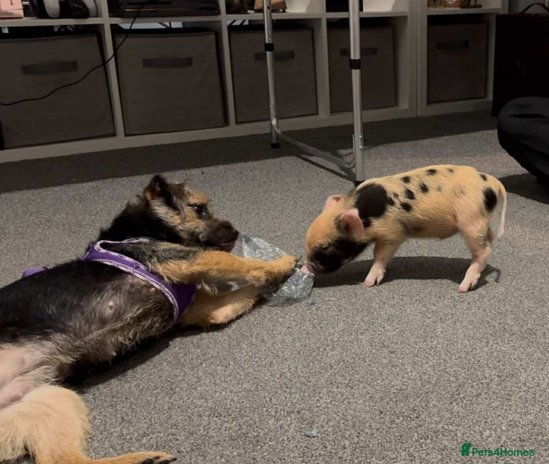 Pig livestock for sale: Micro pigs /t cup - Advert 20