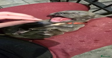 Staffordshire Bull Terrier dogs - Advert 12