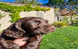 Cocker Spaniel dogs for sale: "REDUCED"  Working cocker spaniel pup - Advert 1