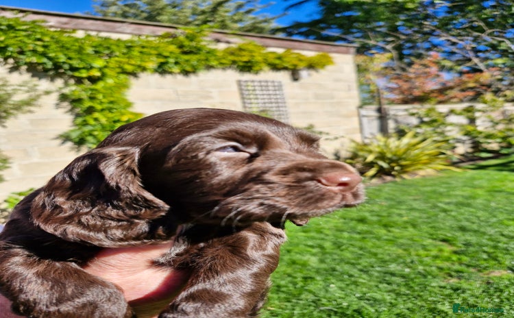 Cocker Spaniel dogs - Advert 1