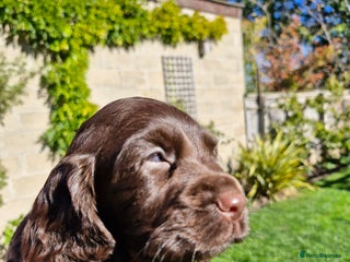 Cocker Spaniel dogs - Advert 4