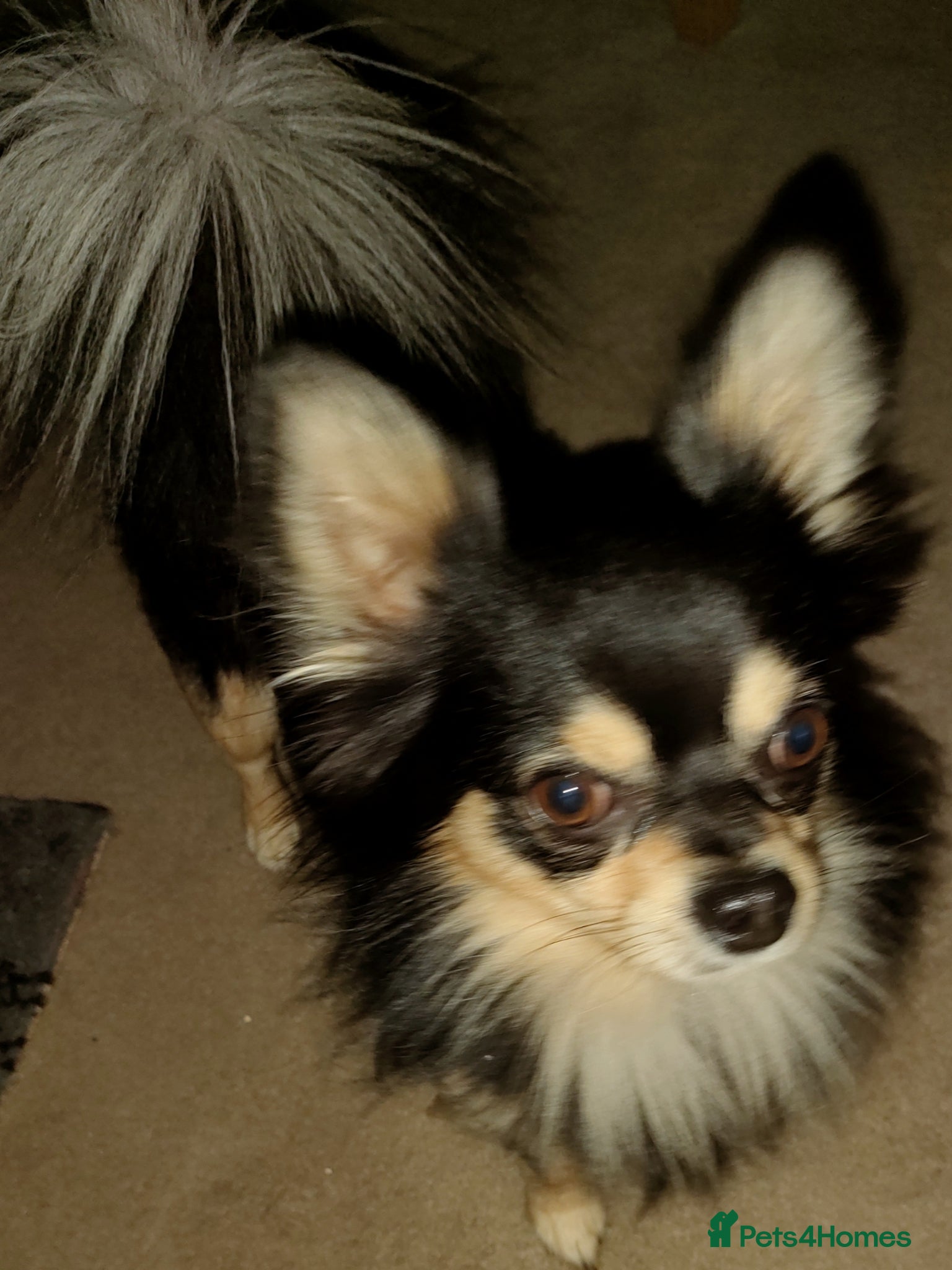 Chihuahua dogs Stud chihuahua in Exmouth  - Advert 1