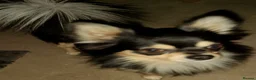 Chihuahua dogs for stud: Stud chihuahua in Exmouth  - Advert 1