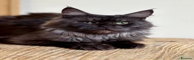 Maine Coon 3