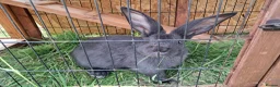 Continental Giant rabbits for sale: Continental giant rabbits  - Advert 5
