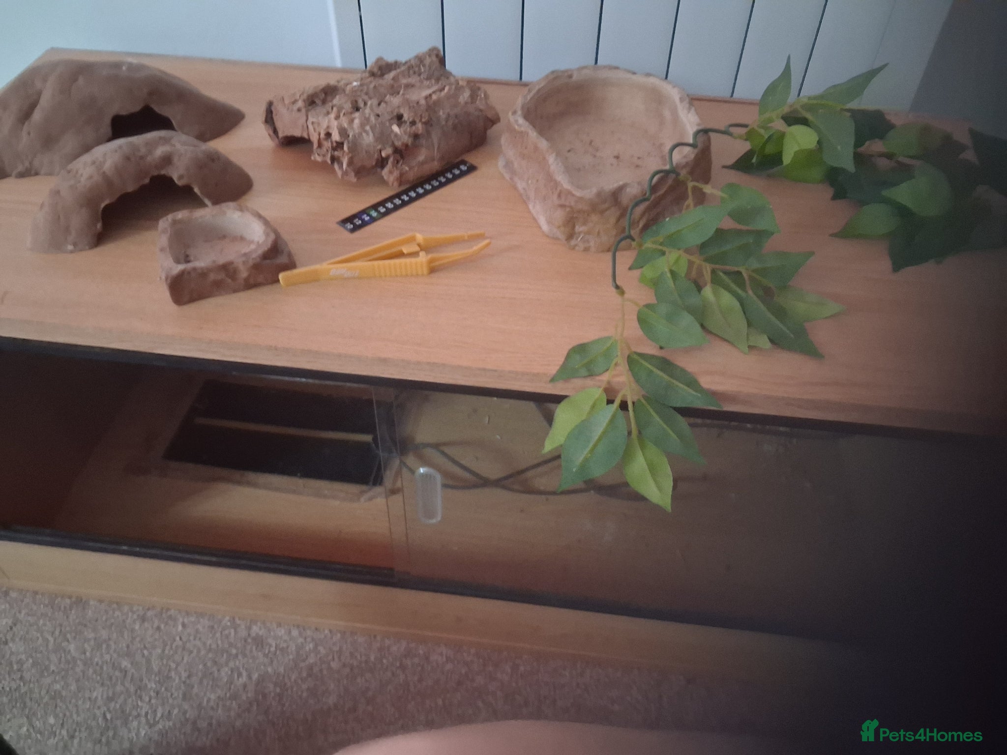 Corn Snake reptiles Reptile vivarium no animals included  - Advert 2