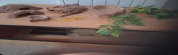 Corn Snake reptiles for sale: Reptile vivarium no animals included  in Tunbridge Wells - Advert 1