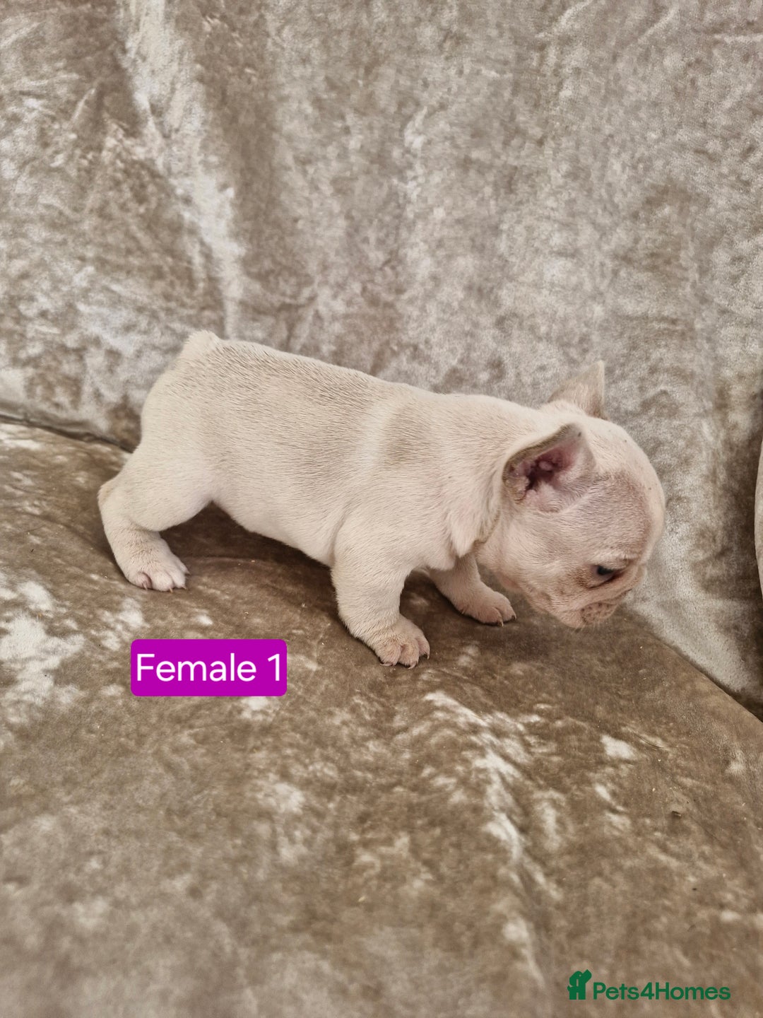 French Bulldog dogs for sale: French Bulldog Puppies  - Image 17