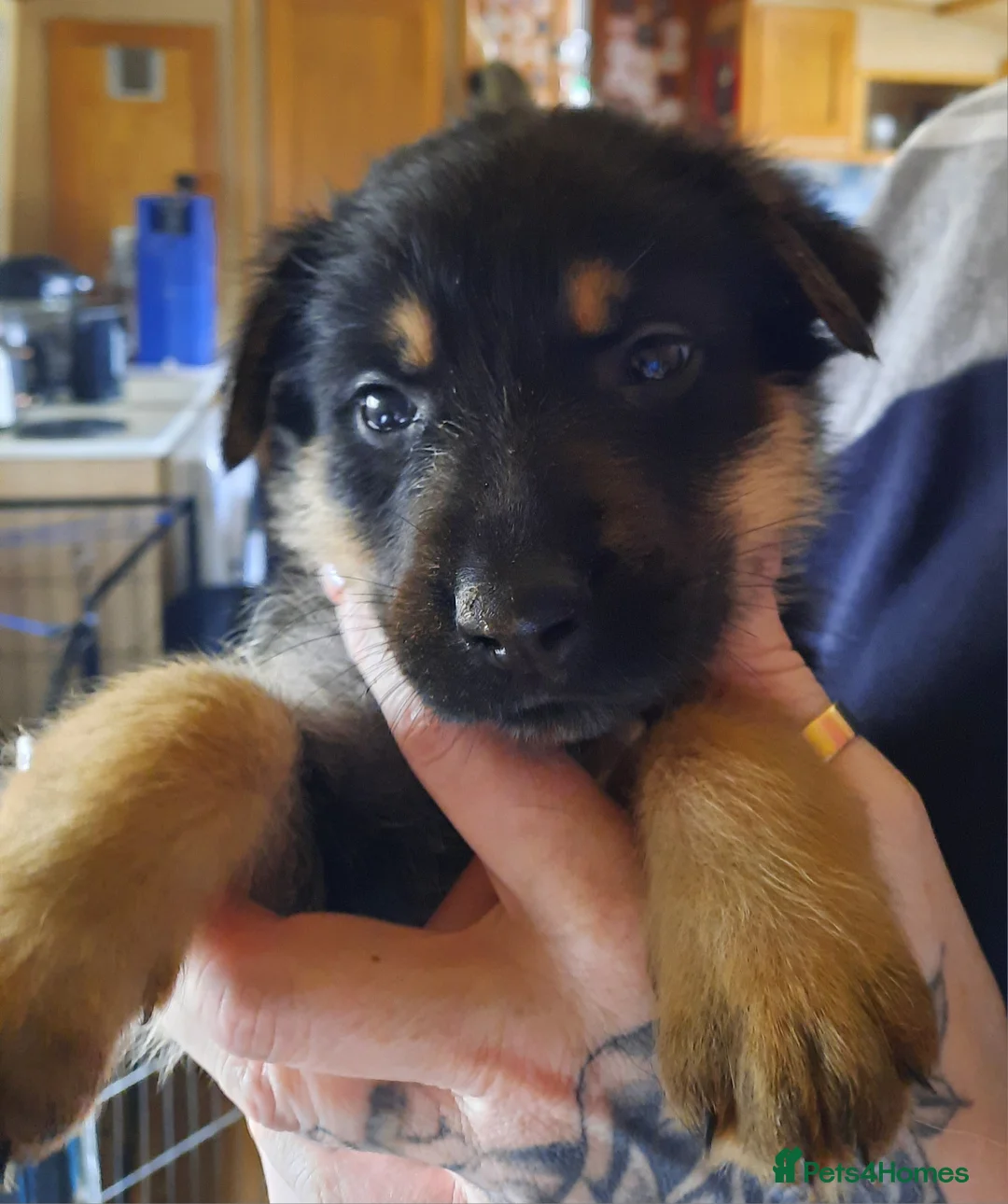 Mixed Breed dogs for sale: Rottweiler X German Shepherd Puppies  in Bristol - Advert 36