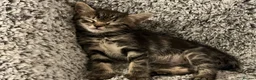 Mixed Breed cats for sale: 2 tabby kittens for sale  in Houghton le Spring - Advert 2