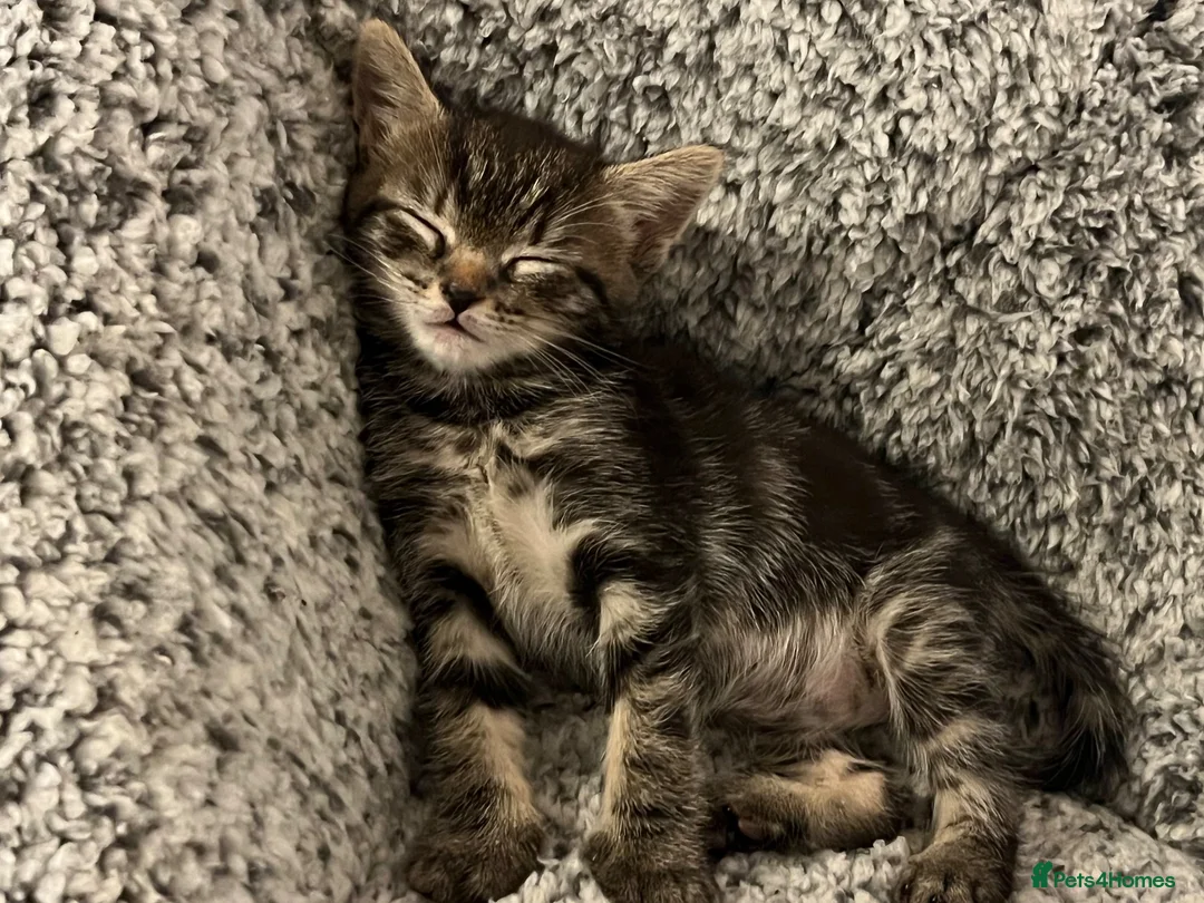 Mixed Breed cats for sale: 2 tabby kittens for sale  in Houghton le Spring - Advert 2