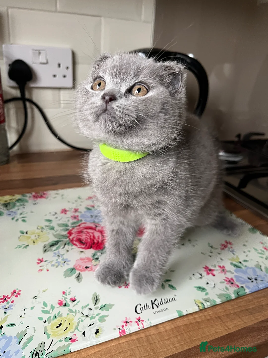 British Shorthair cats for sale: Blue British short hair boy kitten GCCF registered - Advert 2