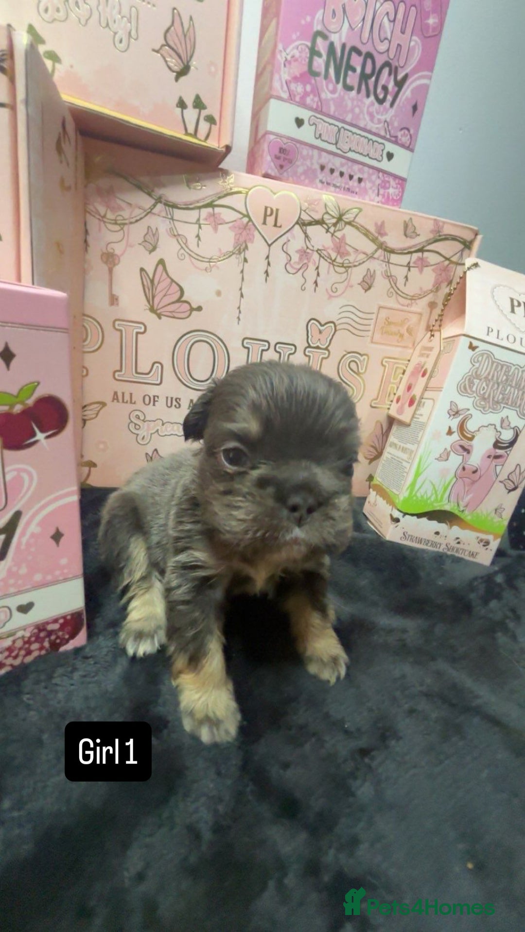 French Bulldog dogs for sale: Fluffy Frenchies. All carry pink  - Advert 9