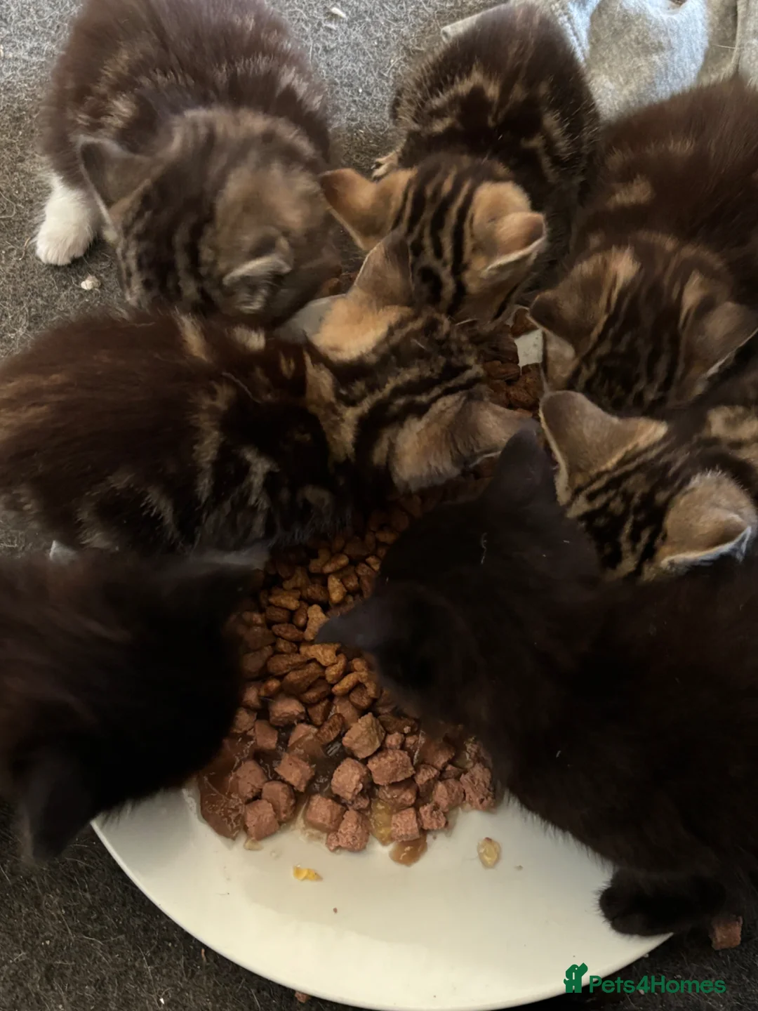 Domestic Shorthair cats for sale: 7 Kittens for Sale - Advert 2
