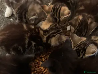 Domestic Shorthair cats 7 Kittens for Sale - Advert 17