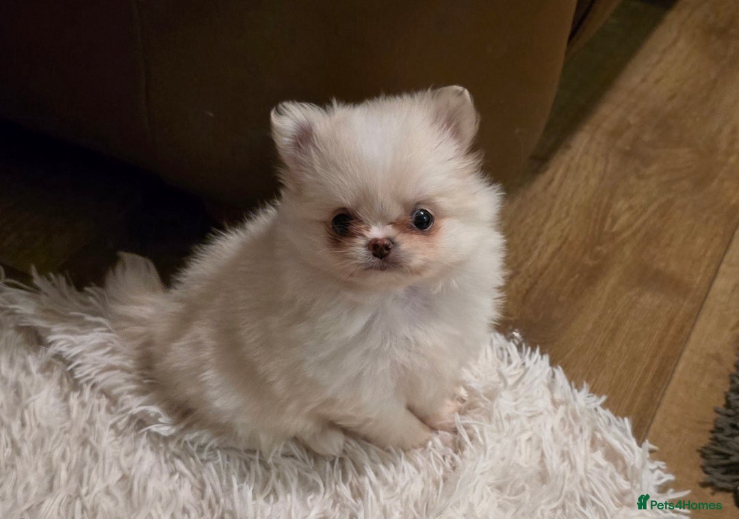 Pomchi dogs for sale: Xx Gorgeous pomchi puppies Xx - Advert 5