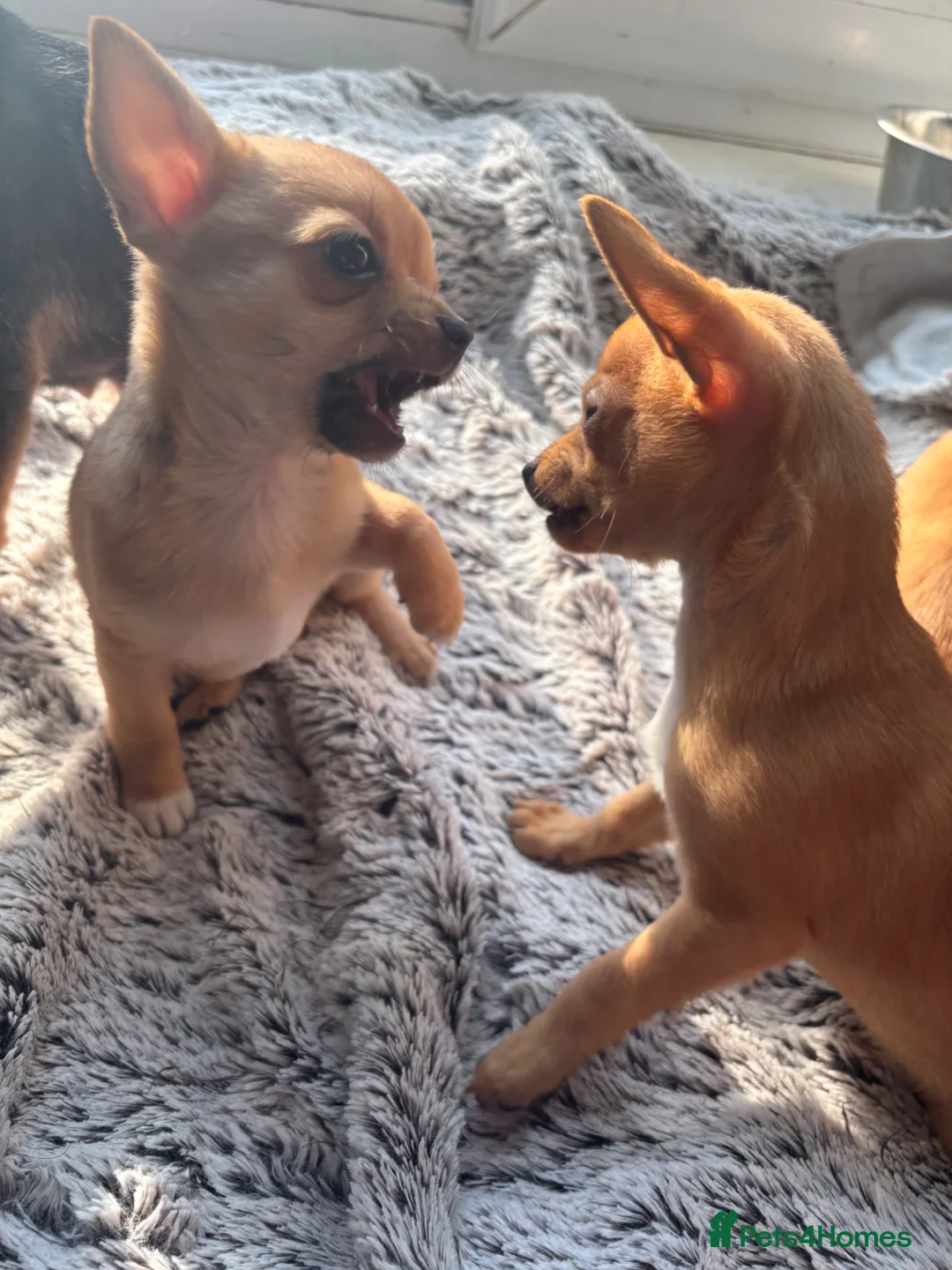Chihuahua dogs for sale: 3 Chihuahua Boys Ready for Loving Homes - Advert 2