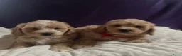 Cavapoochon dogs for sale: Cavapoochon puppies  - Advert 5