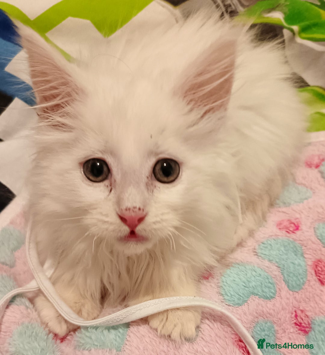 Maine Coon cats for sale: POLYDACTYL white maine coon female kitten - Advert 1
