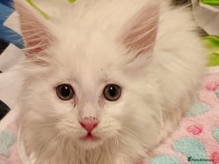 Maine Coon cats POLYDACTYL white maine coon female kitten - Advert 1