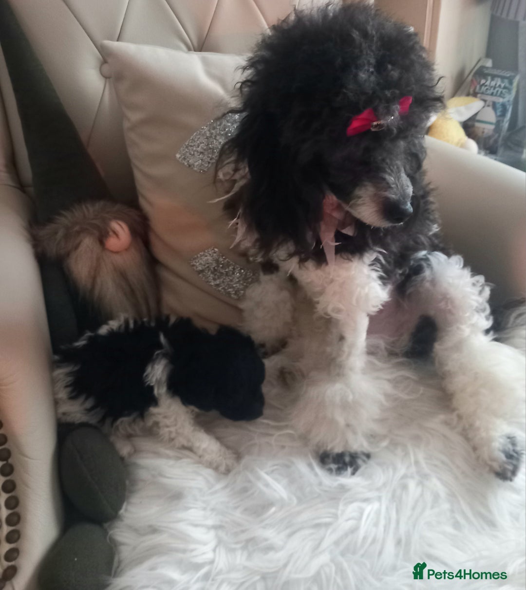 Toy Poodle dogs for sale: **1 PARTI BOY AVAILABLE**READY 21st DECEMBER** - Advert 3