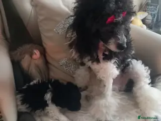 Toy Poodle dogs *1 LEFT*TINY MALE PARTI TOY POODLE*FULL PEDIGREE* - Advert 8