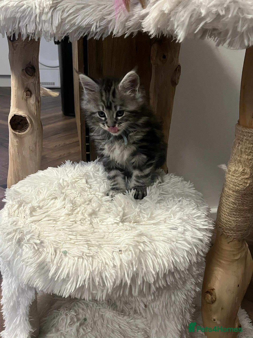 Maine Coon cats for sale: Pure Maine Coon Kittens - Advert 7