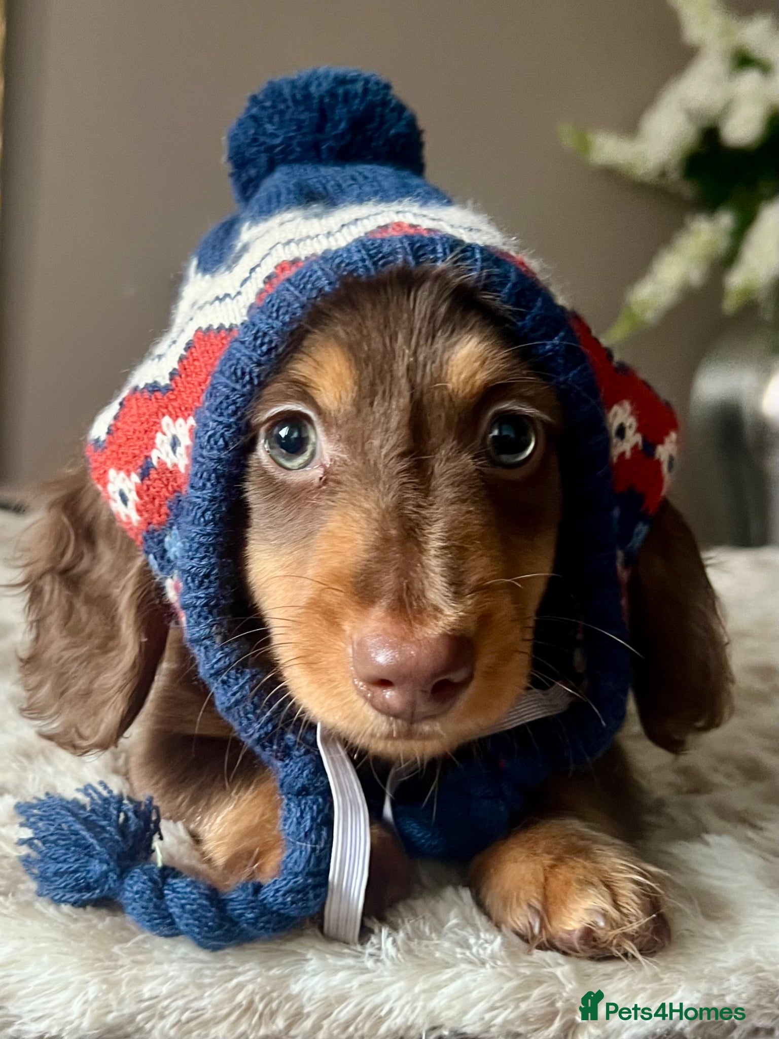 Miniature Dachshund dogs     ⭐ REDUCED ⭐ 2 Mini Longhair Boys • KC reg - Advert 5