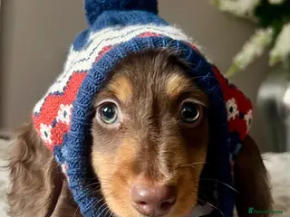 Miniature Dachshund dogs ⭐ REDUCED ⭐ 2 Mini Longhair Boys • KC reg - Advert 5