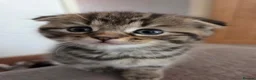 Scottish Fold cats for sale: Scottish Fold / Scottish Straight in Leicester - Advert 16