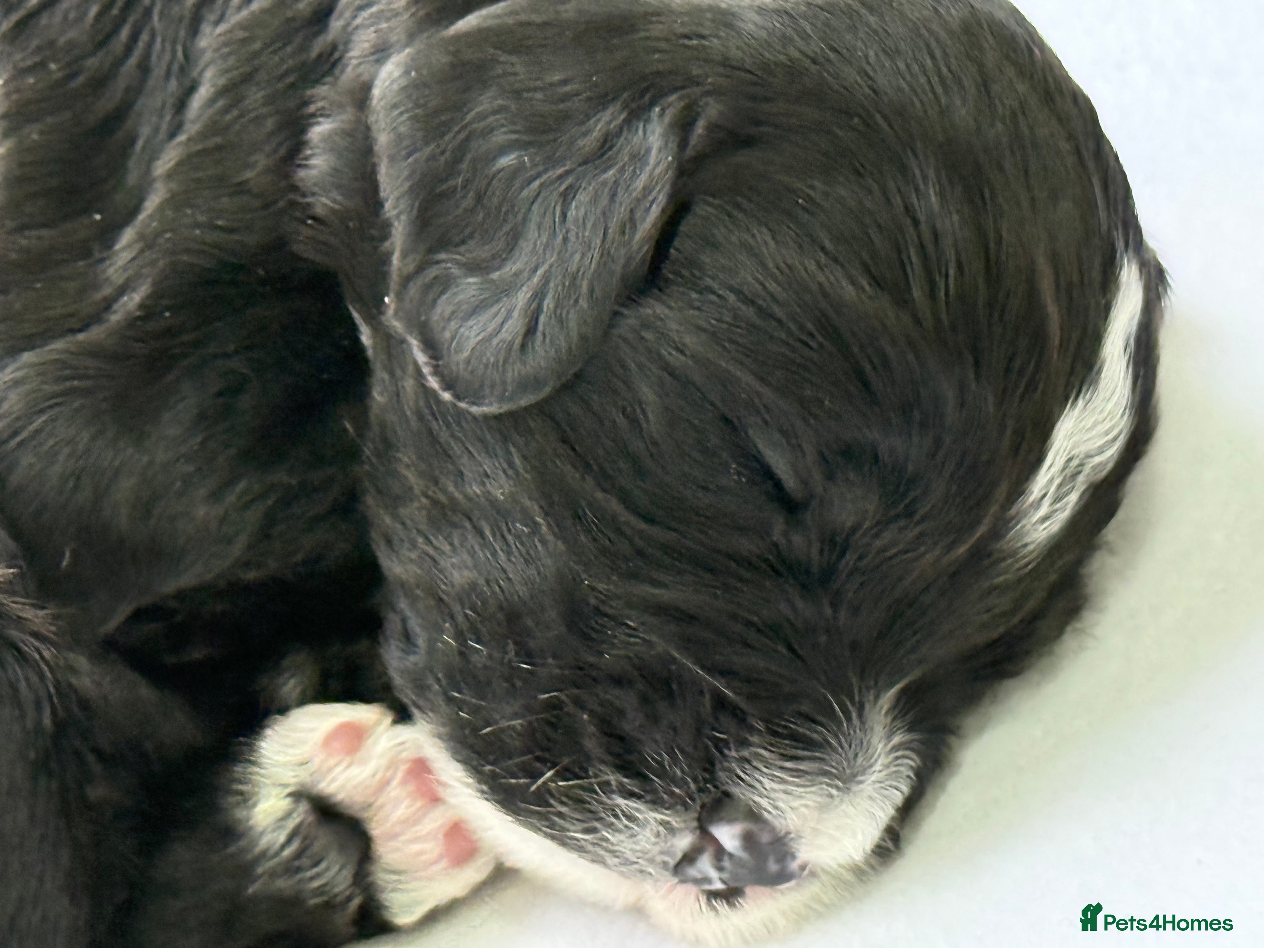 Cockapoo dogs F1 COCKAPOO PUPS - Advert 1