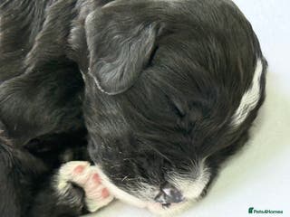 Cockapoo dogs F1 COCKAPOO PUPS - Advert 1