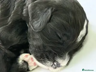 Cockapoo dogs F1 COCKAPOO PUPS - Advert 2