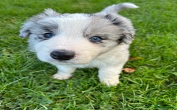 Border Collie dogs for sale: ABSOLUTELY GORGEOUS BORDER COLLIE PUPS - Image 7