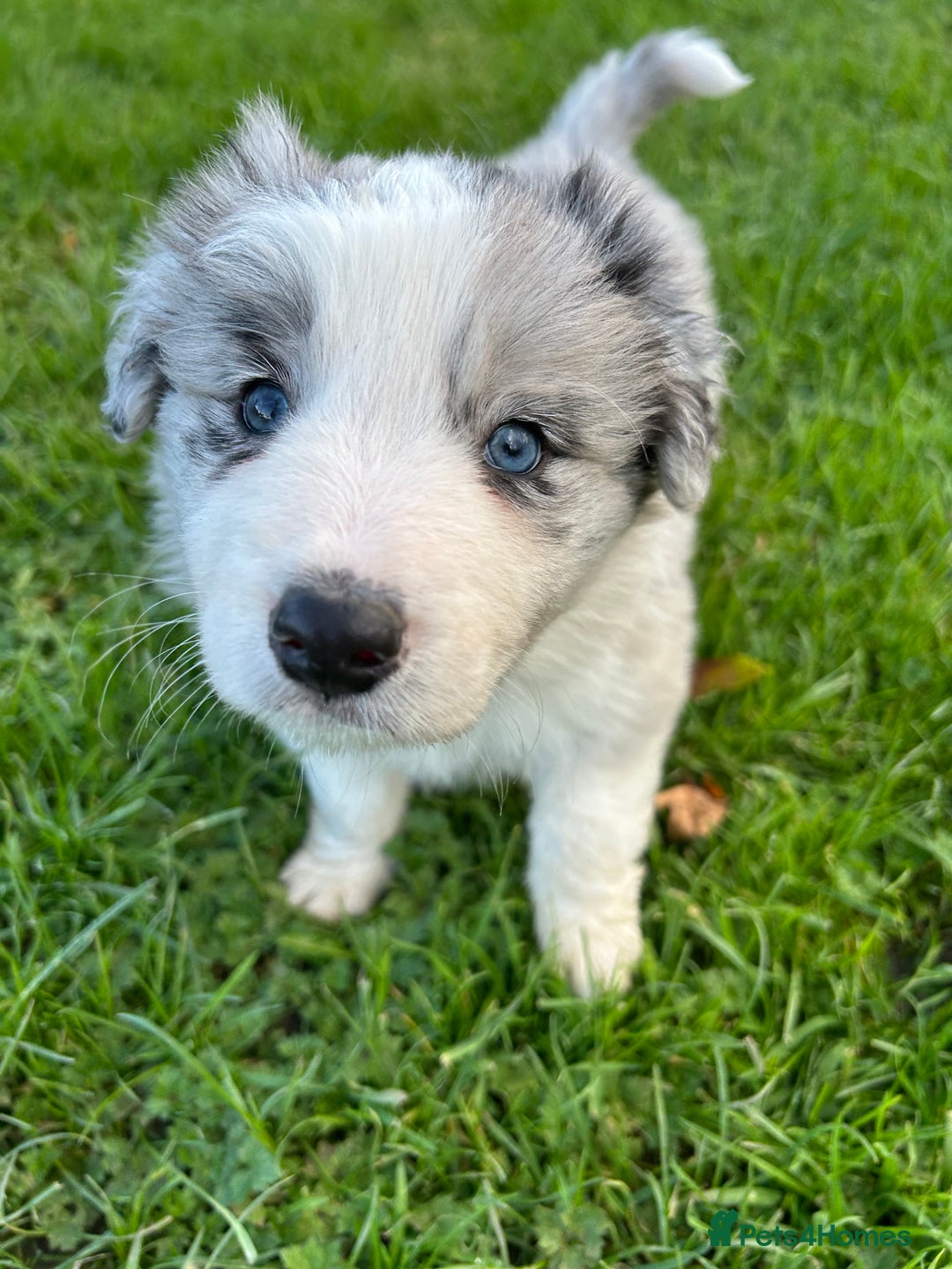 Border Collie dogs for sale: ABSOLUTELY GORGEOUS BORDER COLLIE PUPS - Image 7