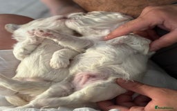Maltipoo dogs for sale: Maltichon Puppy Looking for His Forever Home - Image 9