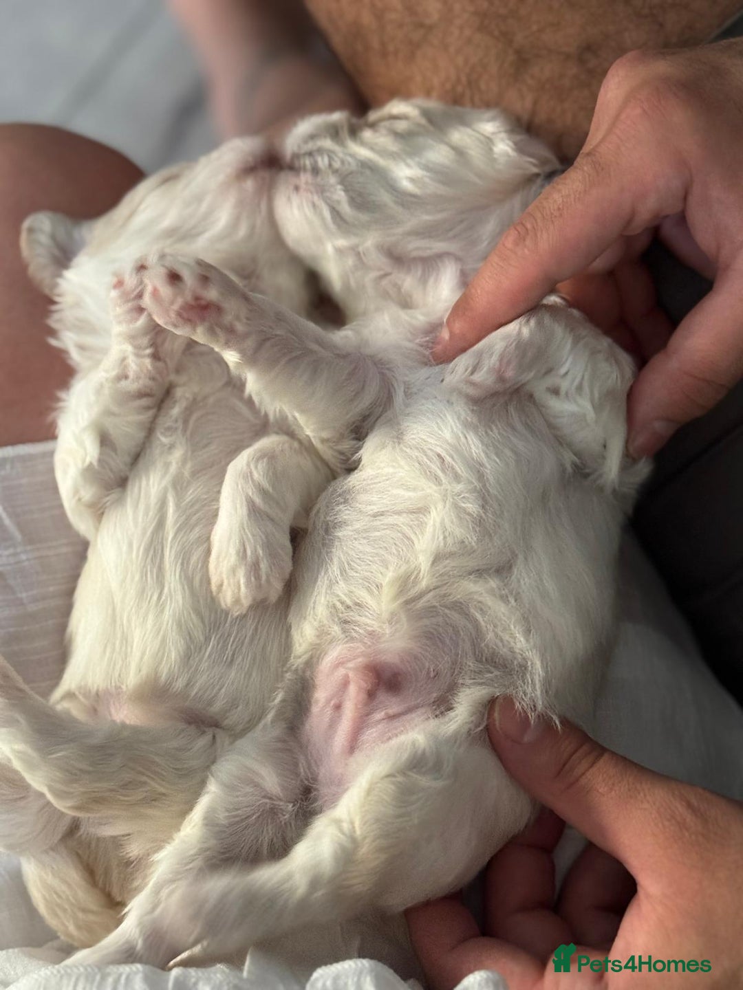 Maltipoo dogs for sale: Maltichon Puppy Looking for His Forever Home - Image 9