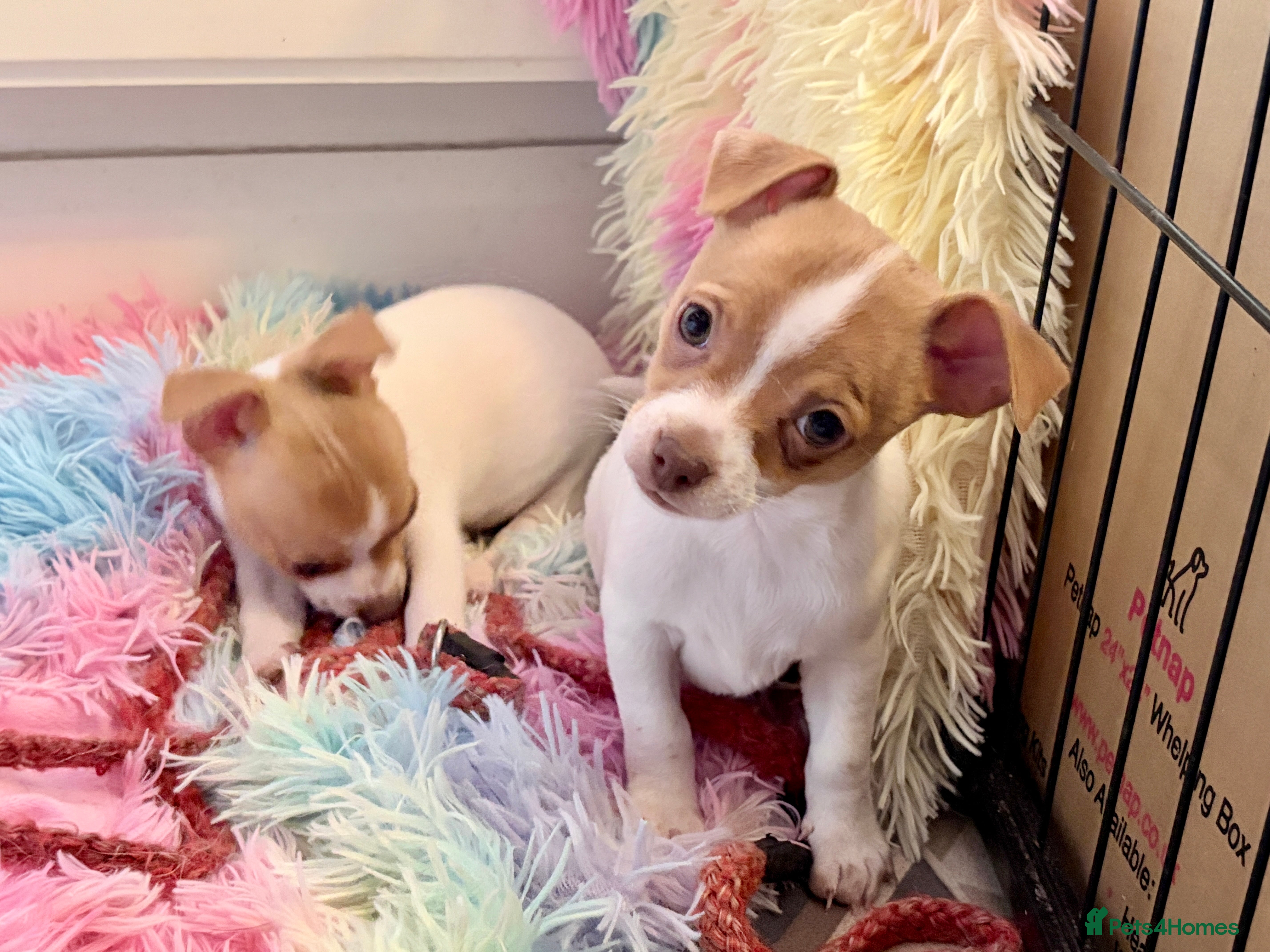 Mixed Breed dogs Chi-Jack-Weenie puppies - Advert 1