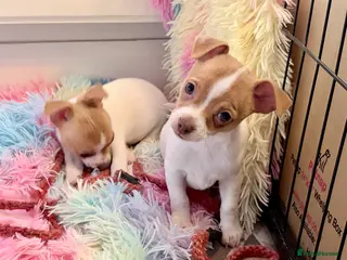 Mixed Breed dogs Chi-Jack-Weenie puppies - Advert 16