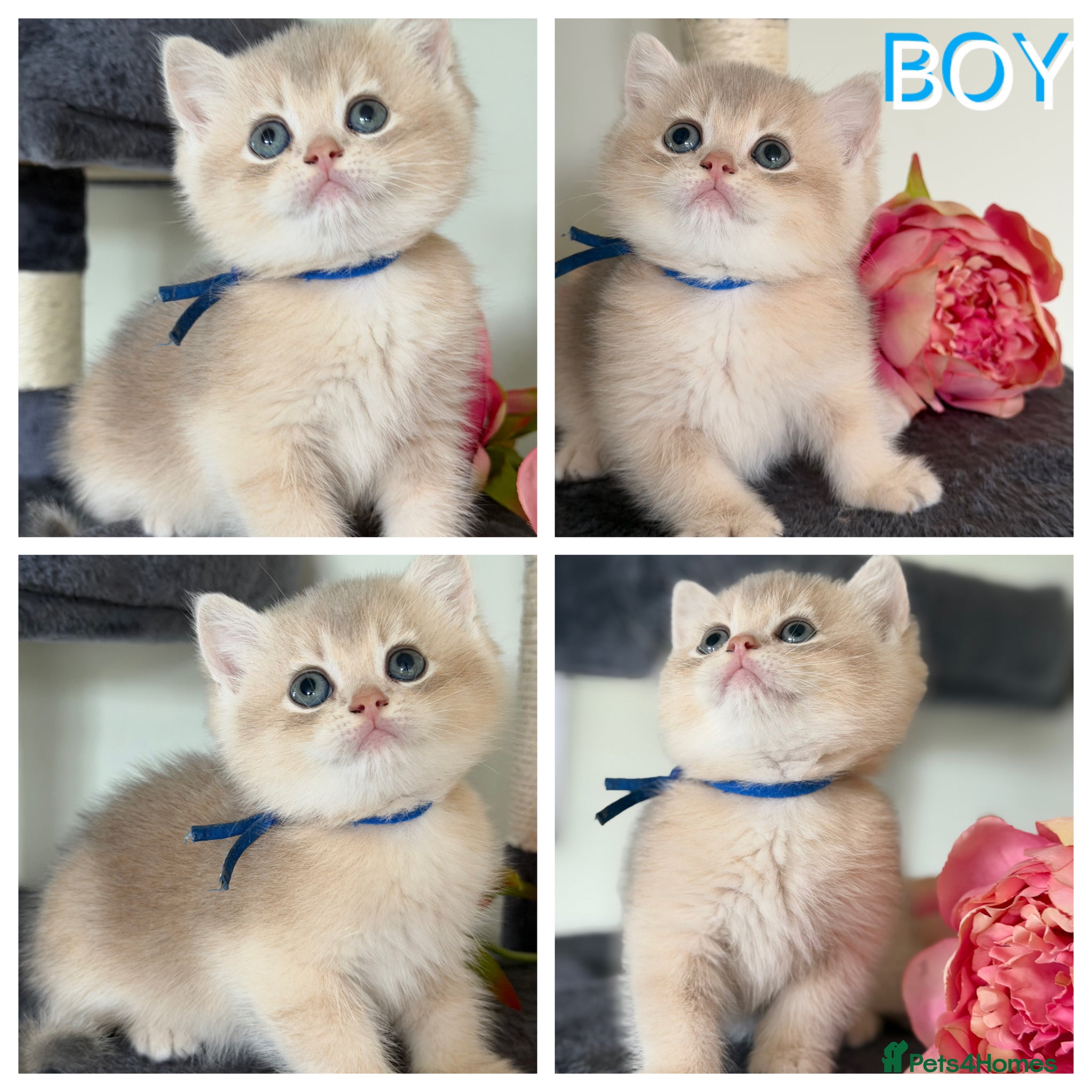 British Shorthair cats British shorthair adorable Blu golden GCCF kitens - Advert 18