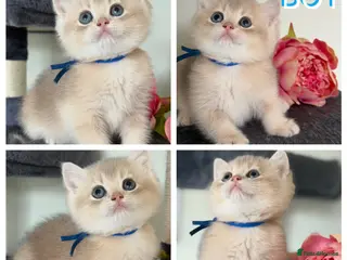 British Shorthair cats British shorthair adorable Blu golden GCCF kitens - Advert 18
